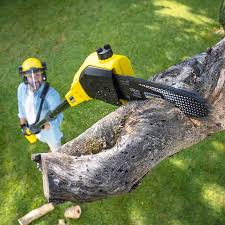 Best Tree and Shrub Care  in North Ogden, UT