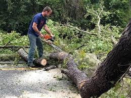 Best Tree Removal  in North Ogden, UT