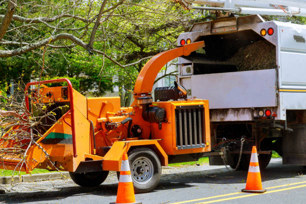 Best Tree Disease Treatment  in North Ogden, UT