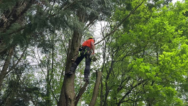 Best Tree Mulching  in North Ogden, UT