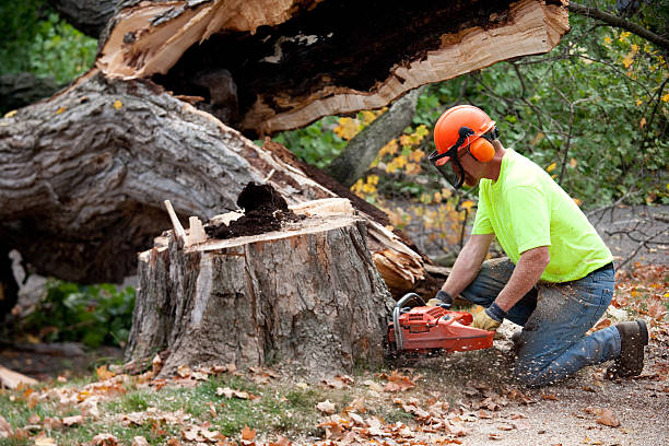 Best Soil Testing and Treatment  in North Ogden, UT