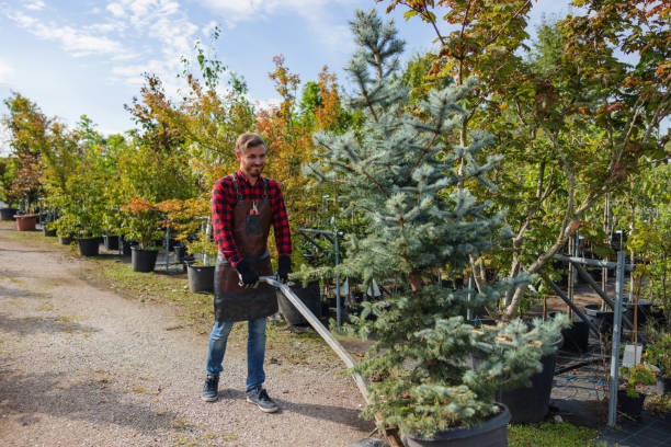 Best Palm Tree Trimming  in North Ogden, UT