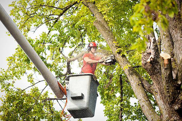 Best Root Management and Removal  in North Ogden, UT