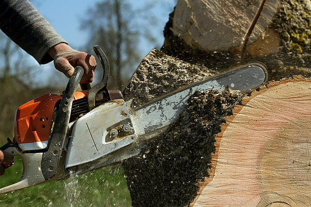 Best Root Management and Removal  in North Ogden, UT